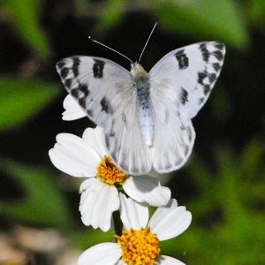 white checkered butterfly